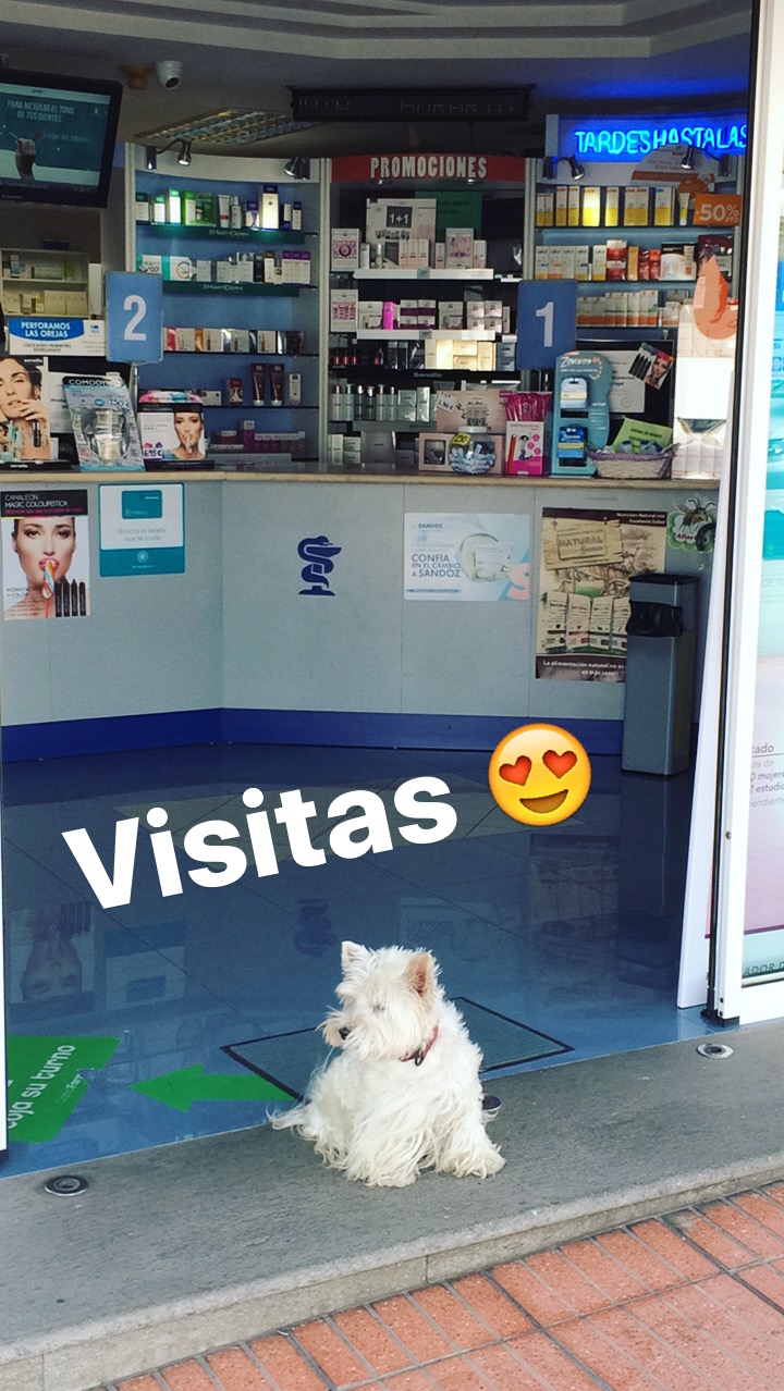 Perro esperando fuera de una tienda