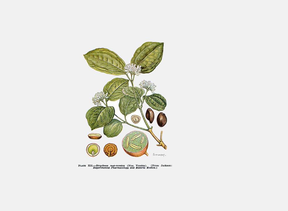 Planta con hojas y semillas